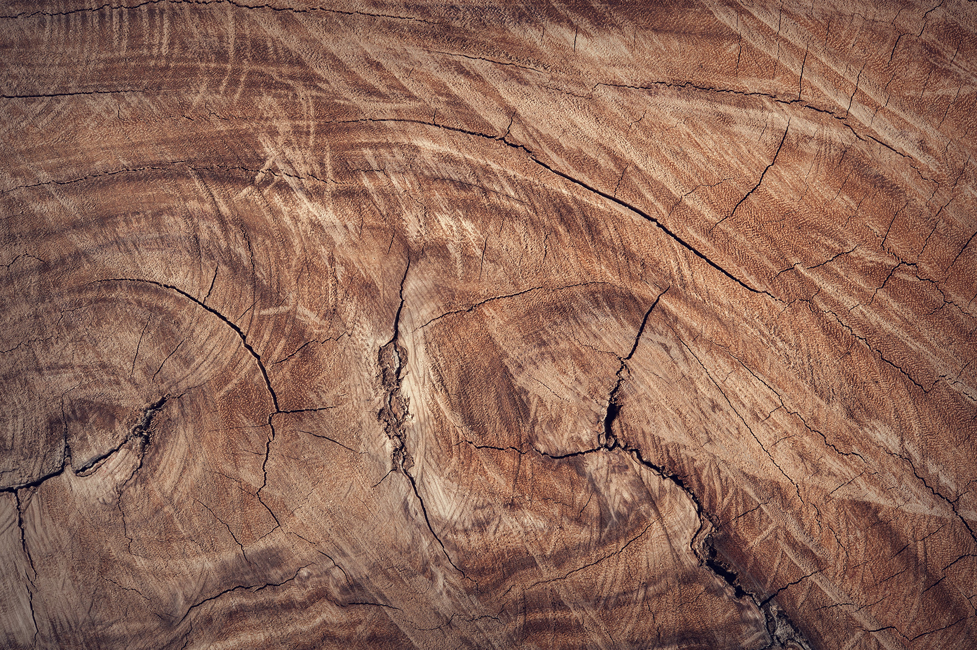 Übersicht über die wichtigsten heimischen Holzarten